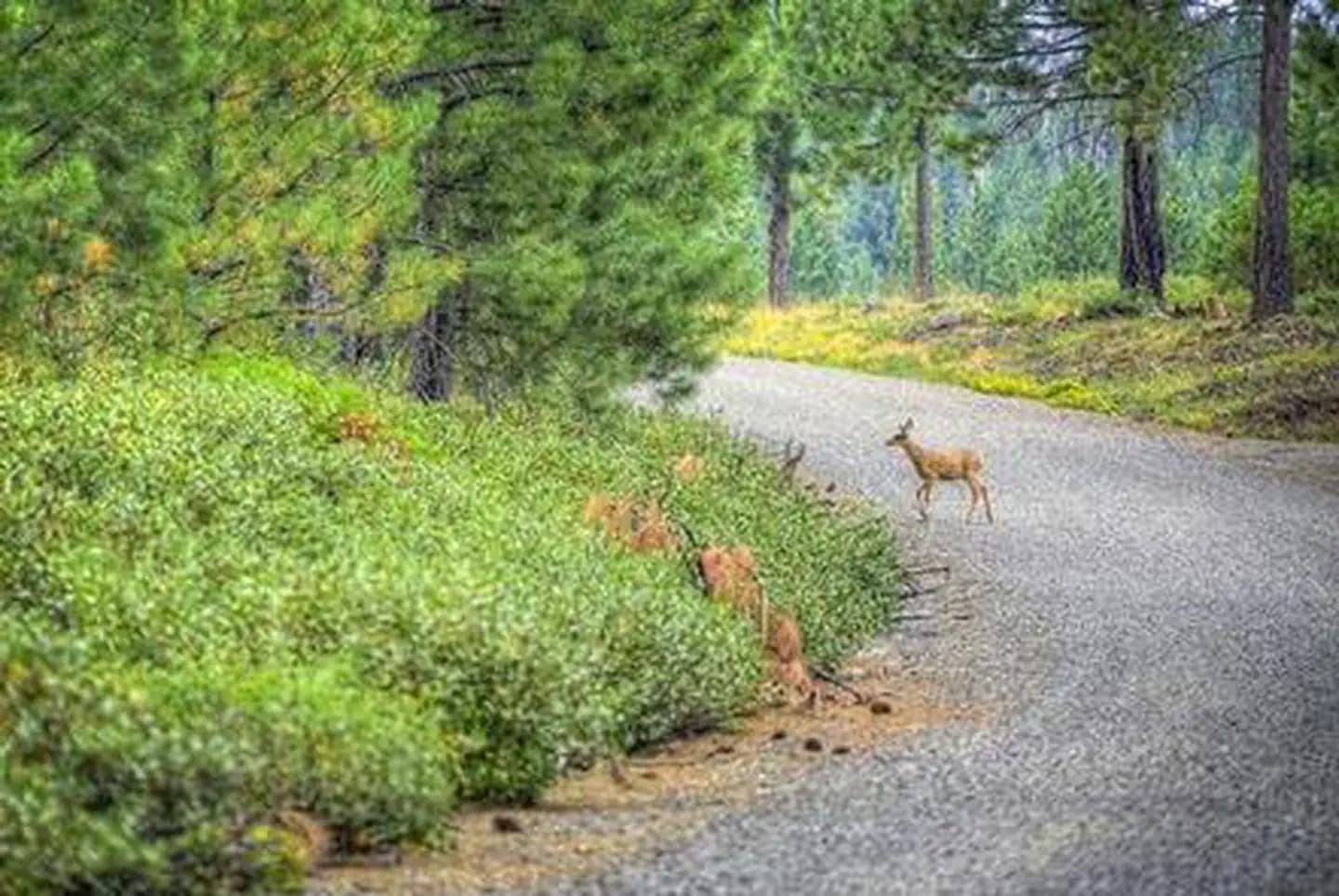 COLD SPRINGS CAMPGROUND (OR)