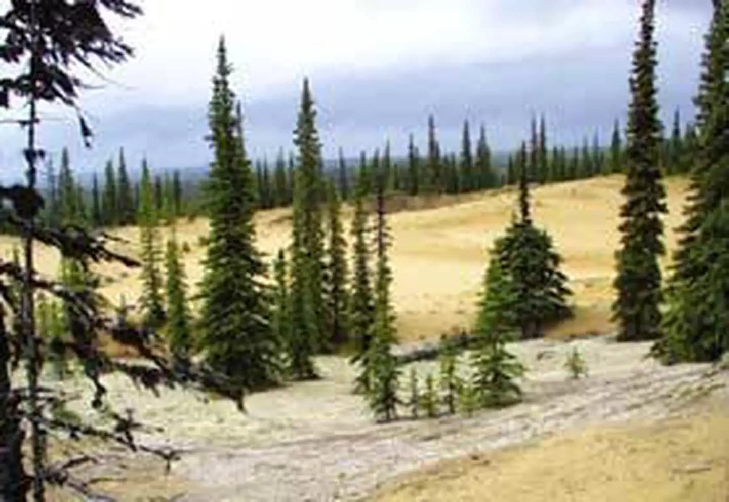 Koyukuk Wilderness